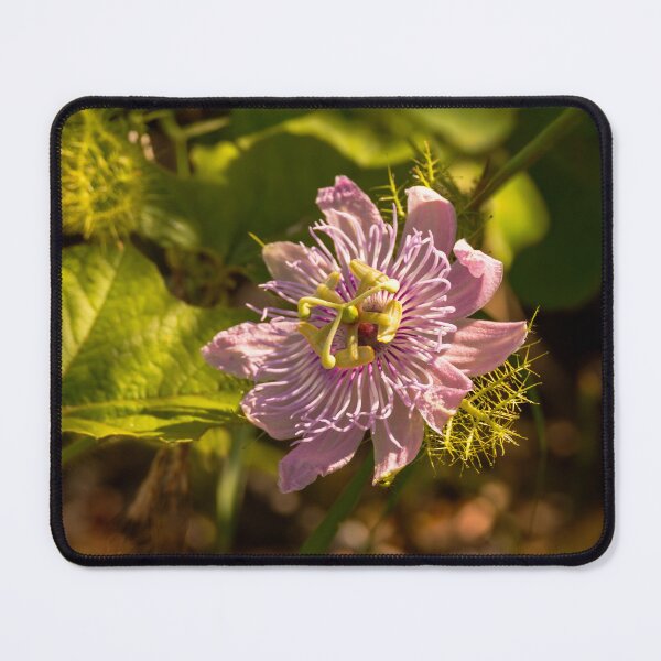 Item preview, Passionflower in the Sunlight designed and sold by Debra Martz.
