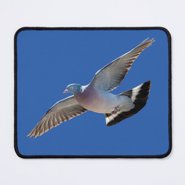 Item preview, Woodpigeon in flight designed and sold by Dalyndigital Photography.