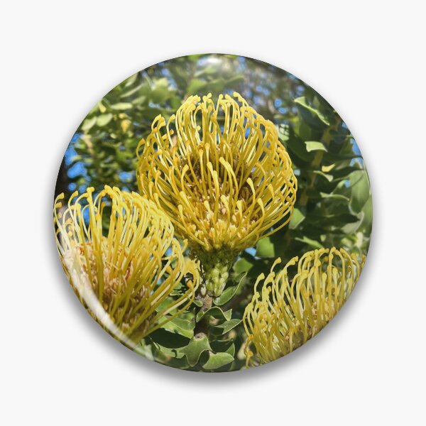 Item preview, Yellow Pincushion Protea Bloom designed and sold by Be Captured by Brittany Emma.
