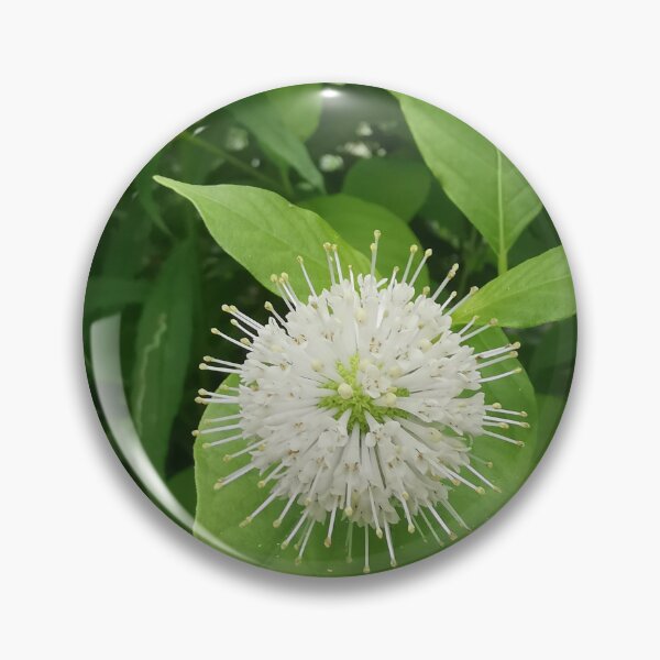 Item preview, White Buttonbush Bloom Close Up designed and sold by Carolly Dawn Photography.