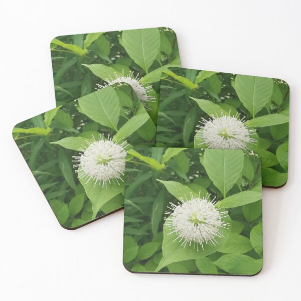 Item preview, White Buttonbush Bloom Close Up designed and sold by Carolly Dawn Photography.