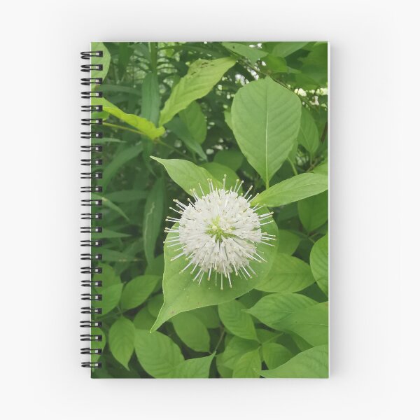 Item preview, White Buttonbush Bloom Close Up designed and sold by Carolly Dawn Photography.