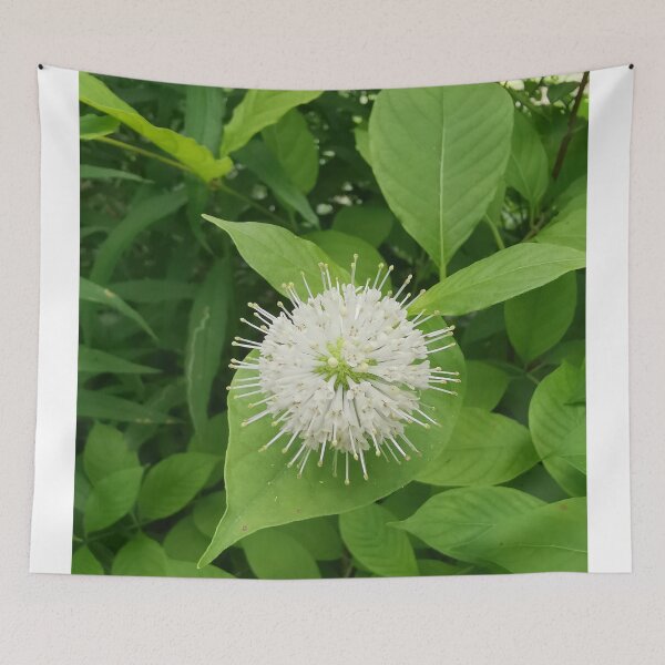 Item preview, White Buttonbush Bloom Close Up designed and sold by Carolly Dawn Photography.