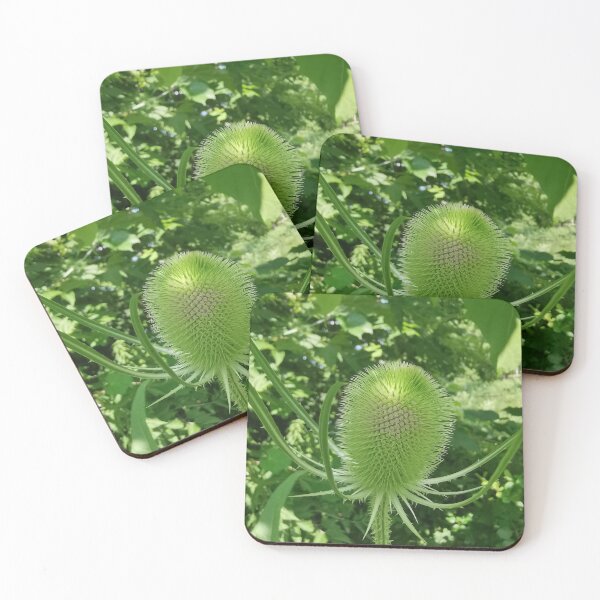 Item preview, Spiky Green Teasel Wildflower designed and sold by Carolly Dawn Photography.