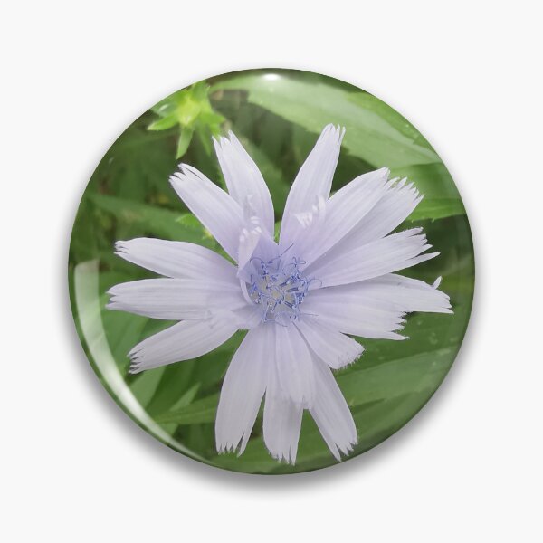 Item preview, Delicate Blue Chicory Summer Bloom designed and sold by Carolly Dawn Photography.