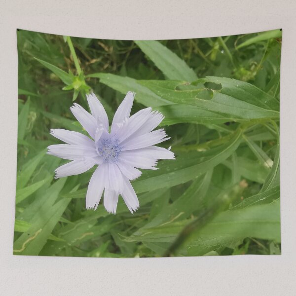 Item preview, Delicate Blue Chicory Summer Bloom designed and sold by Carolly Dawn Photography.