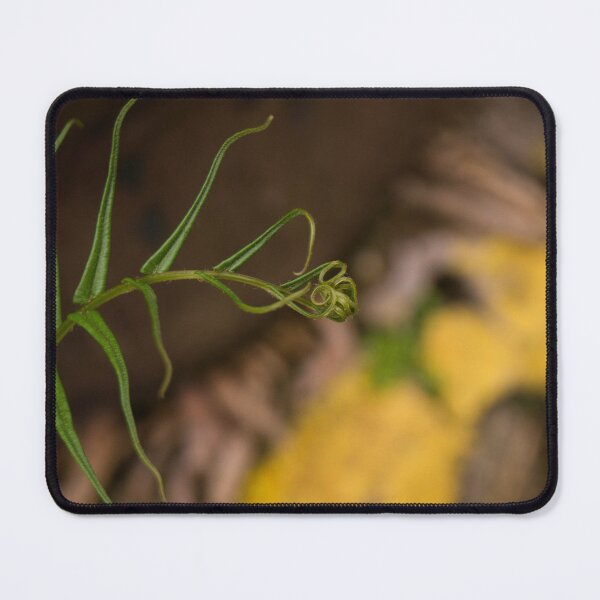 Item preview, Fern Growth designed and sold by ROSE ANN BANILAR.
