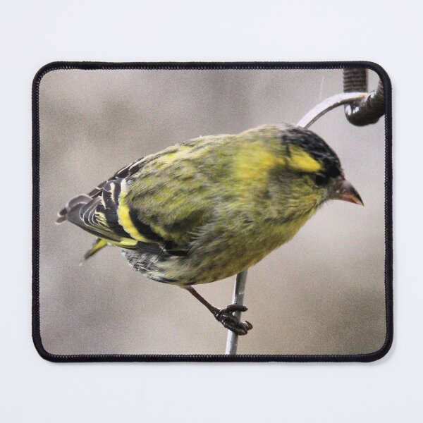 Item preview, siskin designed and sold by KathleenDawson.