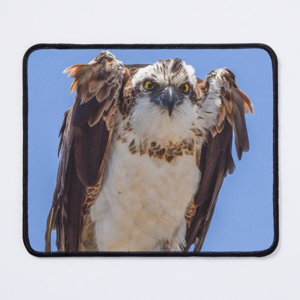 Item preview, Eyes of the Osprey designed and sold by TheHikersEye.