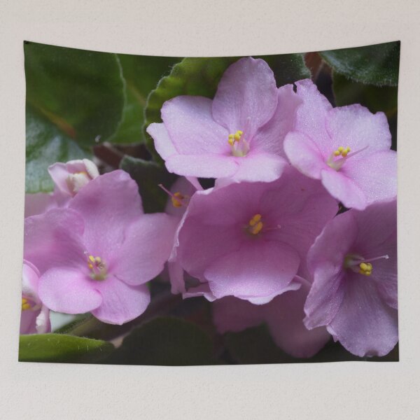 Item preview, African Violet Saintpaulia - Pink flowers designed and sold by Lily Rose Doodle.