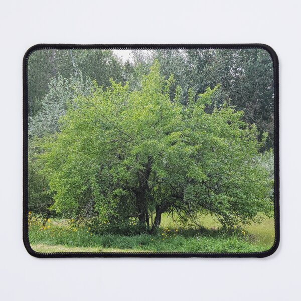 Item preview, Apple Tree designed and sold by Ckoma.