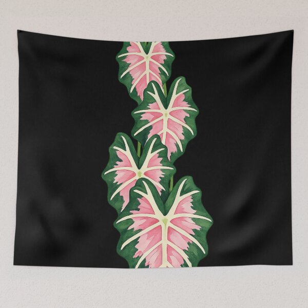 Item preview, Variegated Pink Alocasia Sanderiana Leaves designed and sold by scicilysimonee.