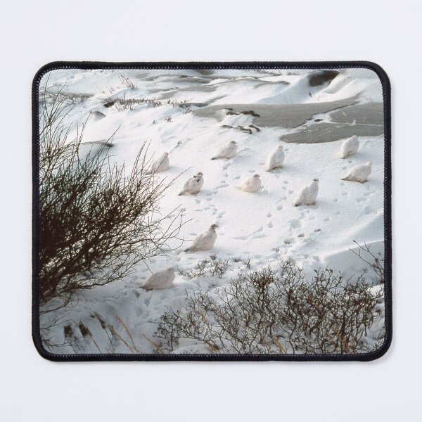 Item preview, White Birds in the Snow – North Pole, Vintage Slide Scan designed and sold by Texas Hill Country Tales.