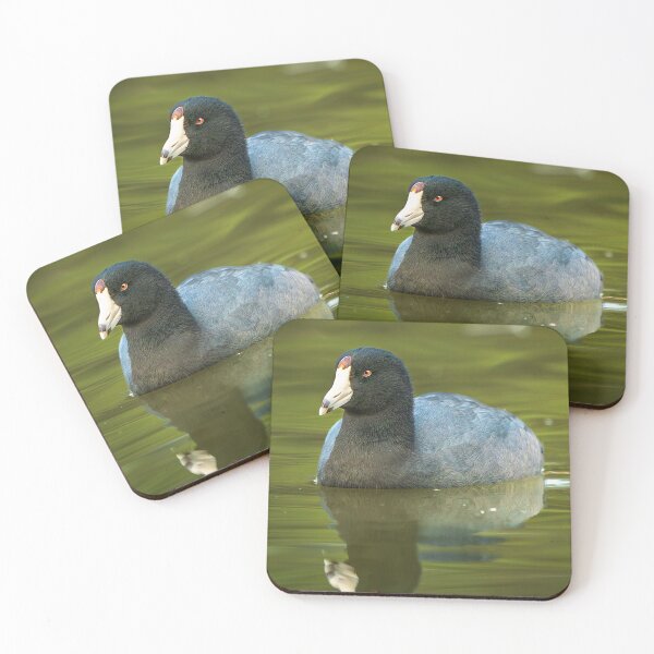 Item preview, Calm Reflection — American Coot on Still Water designed and sold by TheHikersEye.