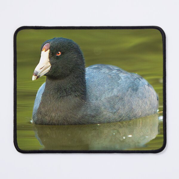 Item preview, Calm Reflection — American Coot on Still Water designed and sold by TheHikersEye.