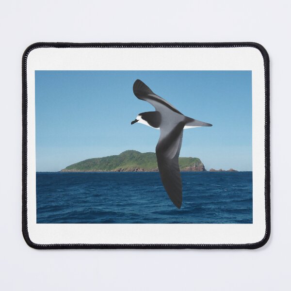 Item preview, Gould's Petrel - Cabbage Tree Island designed and sold by ZoObsessed.