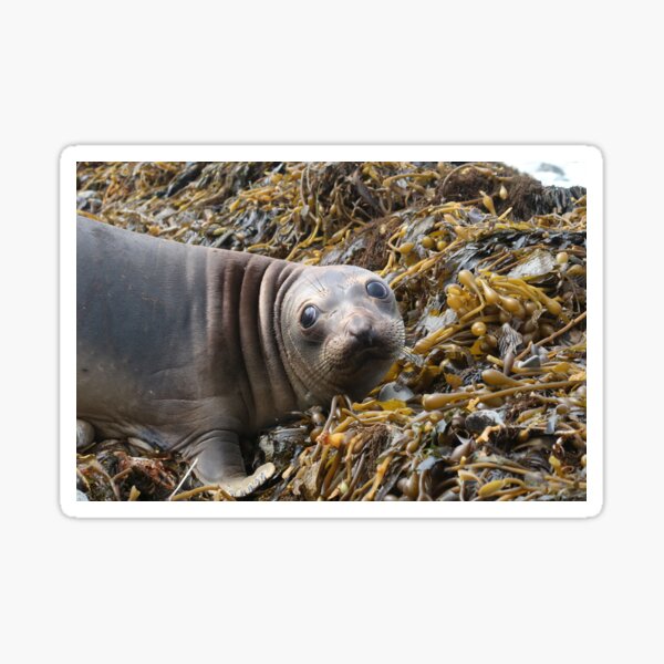 Cute Baby Sea Lion Stickers Redbubble