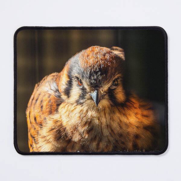 Item preview, Fierce Beauty — American Kestrel Portrait designed and sold by TheHikersEye.