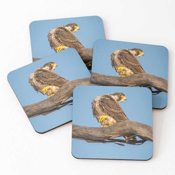 Item preview, Golden Falcon at Rest designed and sold by TheHikersEye.