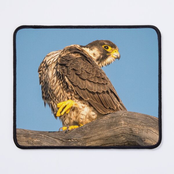 Item preview, Golden Falcon at Rest designed and sold by TheHikersEye.