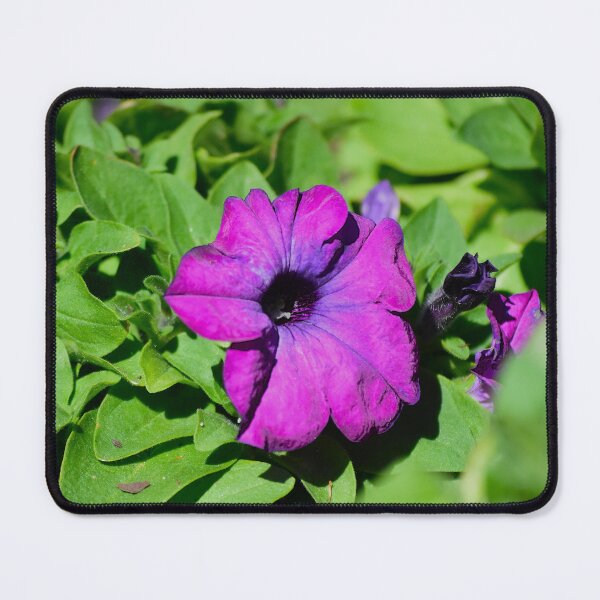 Item preview, Vibrant Purple Flower Among Leaves designed and sold by MercerImages.
