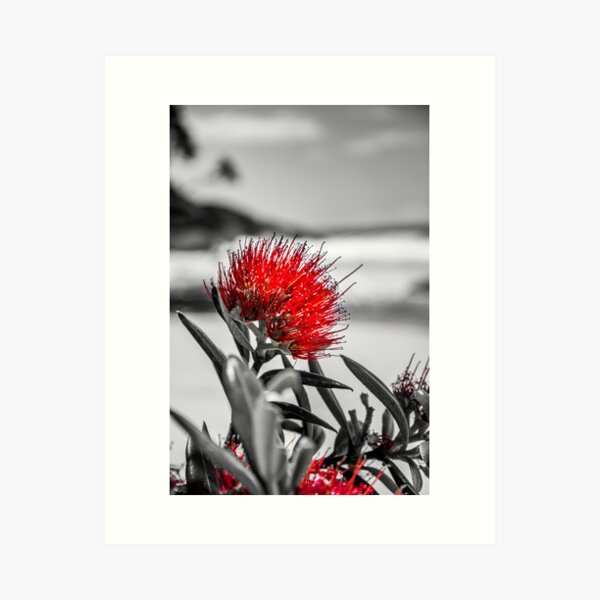 Pohutukawa Art Print