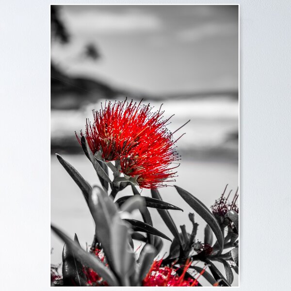 Item preview, Pohutukawa designed and sold by lifeontheroadnz.