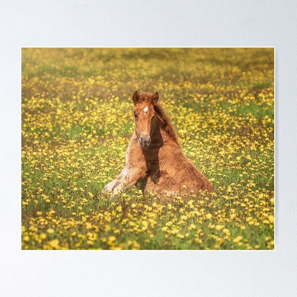 Item preview, Icelandic Foal Resting in a Field of Flowers designed and sold by PhotoArt by Joan Carroll.