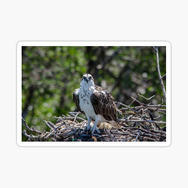 Ospreys Nesting 1 Sticker