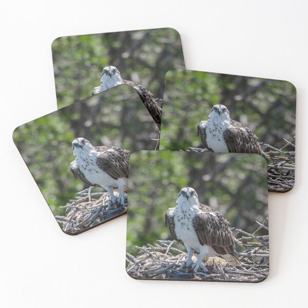 Item preview, Ospreys Nesting 1 designed and sold by greglarro.