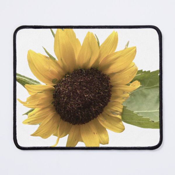 Item preview, Bright yellow sunflower with detailed petals and dark center, isolated on white background—fresh, vibrant botanical element for natural-themed designs. designed and sold by pipikijung.