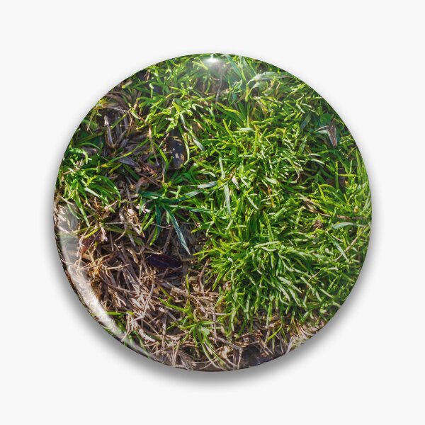 Item preview, Lush Green Grass With Brown Dry Patches On An Outdoor Lawn Surface designed and sold by Nmallia.