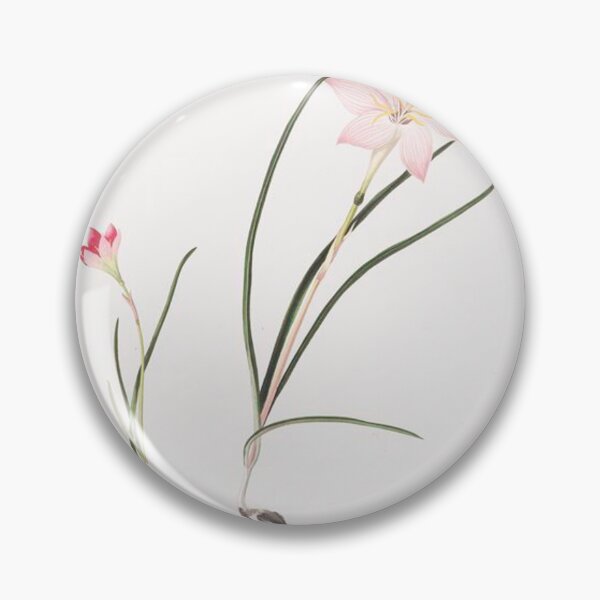 Item preview, Vintage Botanical Illustration - Fairy Lily designed and sold by maisielabmouse.