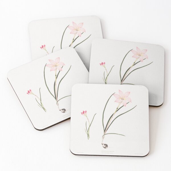Item preview, Vintage Botanical Illustration - Fairy Lily designed and sold by maisielabmouse.