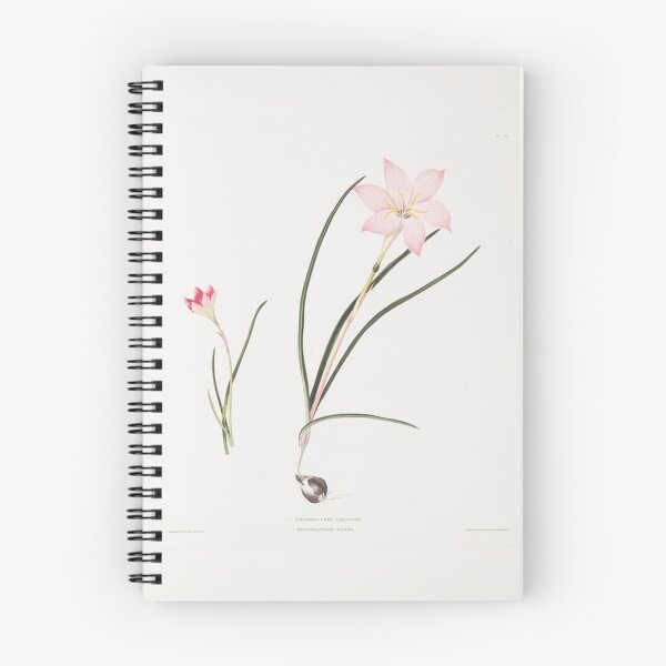 Item preview, Vintage Botanical Illustration - Fairy Lily designed and sold by maisielabmouse.