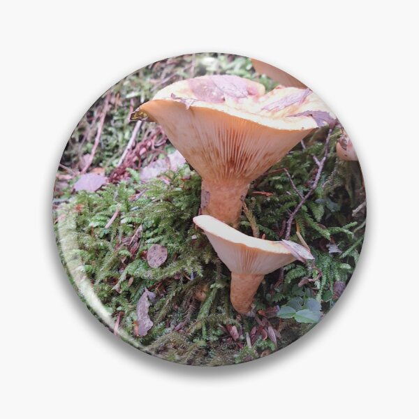 Artikelvorschau, Pilze auf Wanderwegen im pazifischen Nordwesten und Farnfotografie entworfen und verkauft von Pnwgirly.
