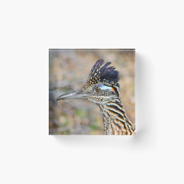 Item preview, Roadrunner Hairdo designed and sold by simonjayphotos.