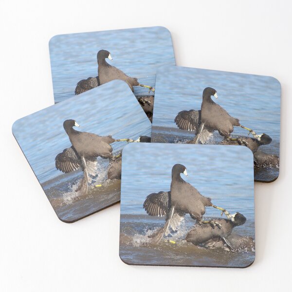 Item preview, Karate Kick Coot Bird designed and sold by simonjayphotos.