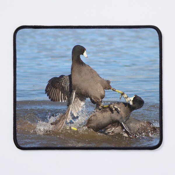 Item preview, Karate Kick Coot Bird designed and sold by simonjayphotos.