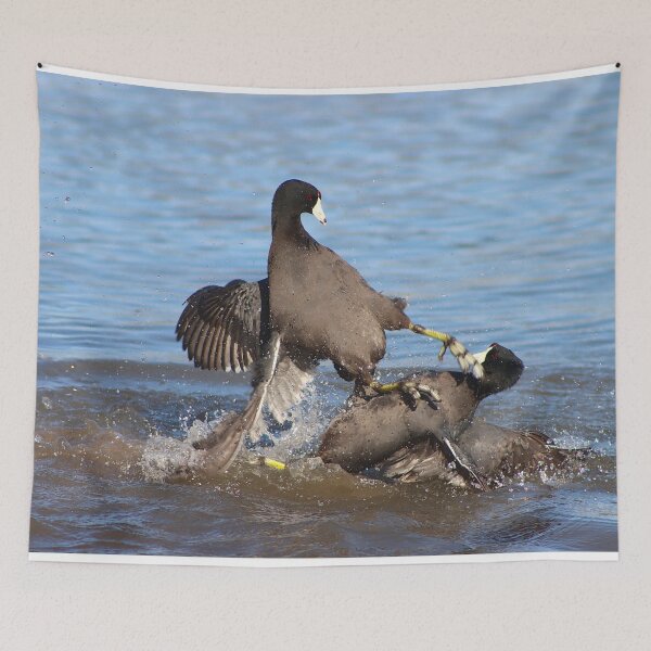 Item preview, Karate Kick Coot Bird designed and sold by simonjayphotos.