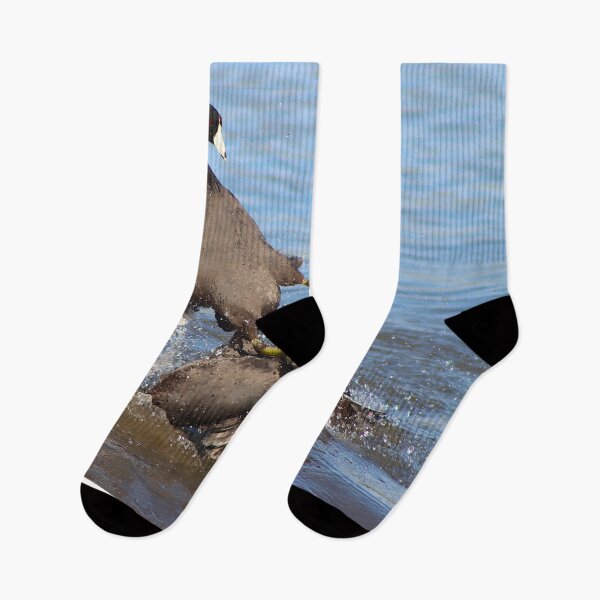 Item preview, Karate Kick Coot Bird designed and sold by simonjayphotos.