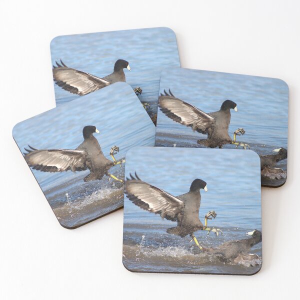 Item preview, Karate Coot Bird Kicking designed and sold by simonjayphotos.