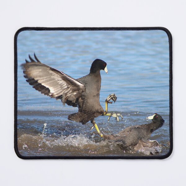 Item preview, Karate Coot Bird Kicking designed and sold by simonjayphotos.