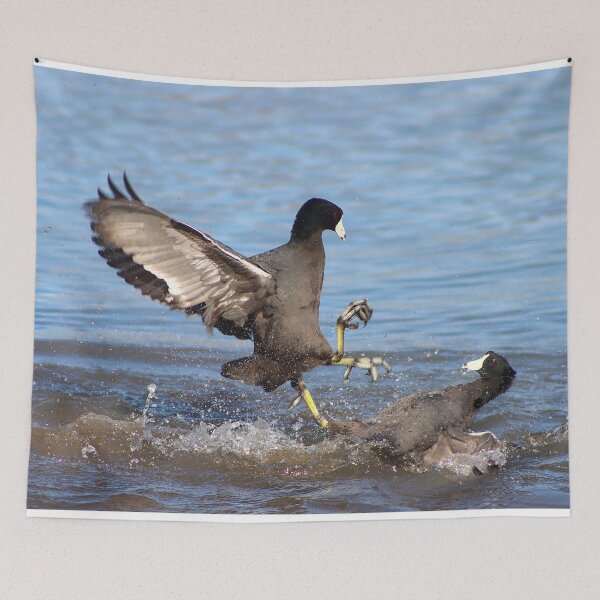 Item preview, Karate Coot Bird Kicking designed and sold by simonjayphotos.