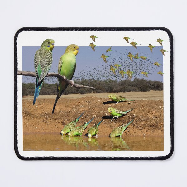 Item preview, Budgerigar designed and sold by ZoObsessed.
