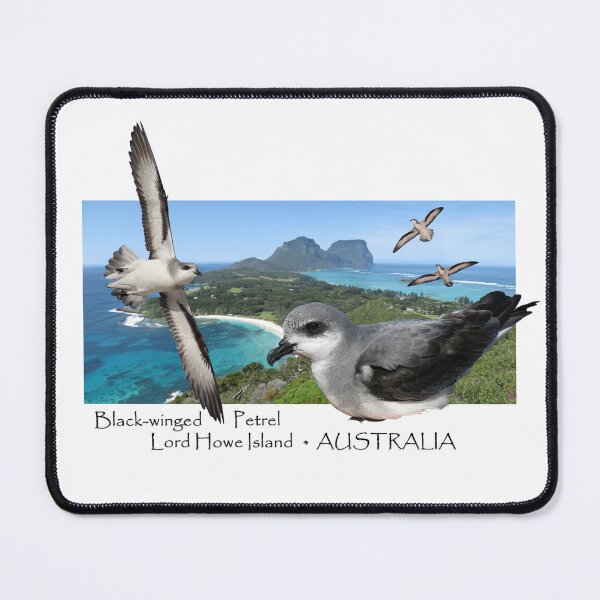 Item preview, Black-winged Petrel, Lord Howe Island designed and sold by ZoObsessed.
