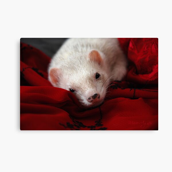 The Elegance Canvas Print