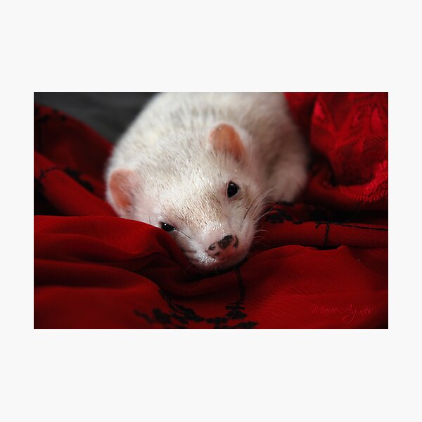 The Elegance Photographic Print