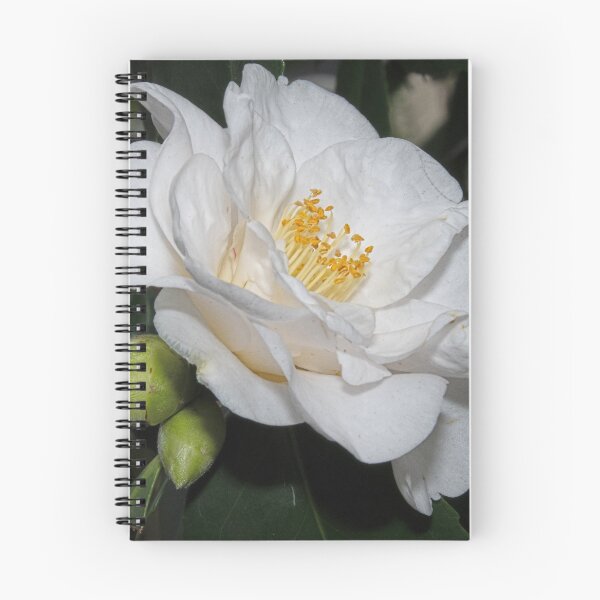 Item preview, White Magnolia Leith Park Victoria 20180613 2841  designed and sold by Fred Mitchell.