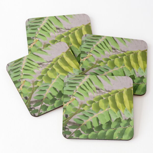 Item preview,  cucumber tree or tree sorrel designed and sold by ROSE ANN BANILAR.